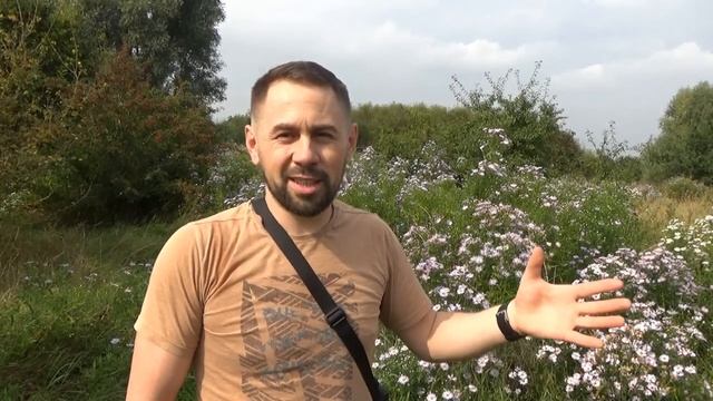 #АЙСТРА БАГАТОРІЧНА #МОРОЗЕЦЬ #АЙСТРА ЧАГАРНИКОВА???ВЕРЕСНЕВИЙ МЕДОНОС??? смотреть онлайн