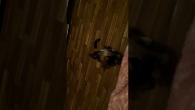 Кошки бесятся на ночь? смотреть онлайн