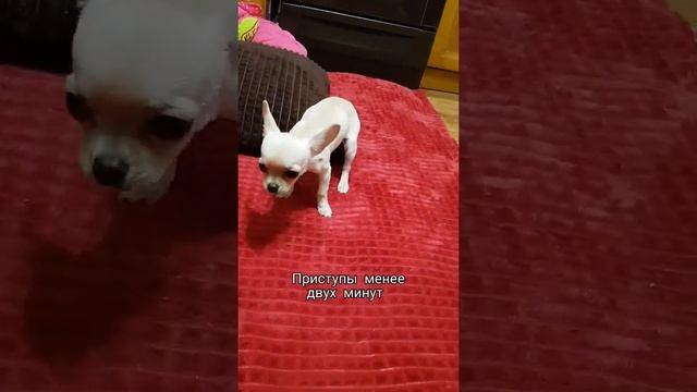 Почему собака ХРЮКАЕТ ???!!! ??