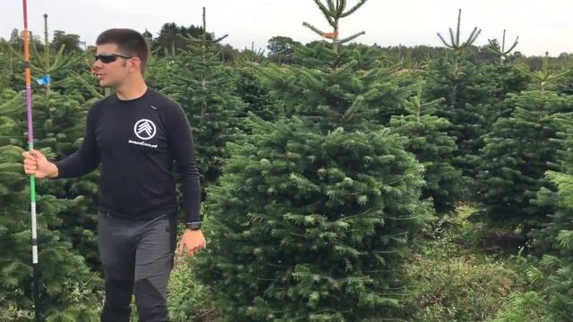 ЖиваяЁлка.рф - обзор качества датских елок 2019 смотреть онлайн