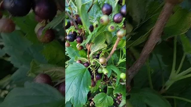 Урожай черной смородины смотреть онлайн