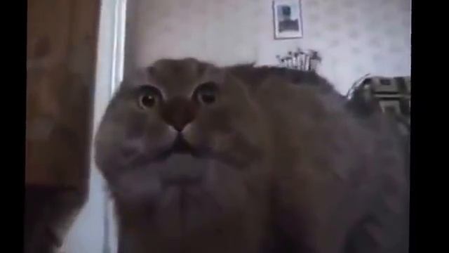 Кот ругается матом.mp4 смотреть онлайн