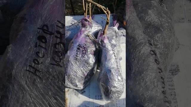 Черная Смородина Когда Сажать // С.Х.У смотреть онлайн