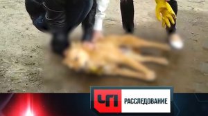 «Звери против животных» | «ЧП. Расследование»