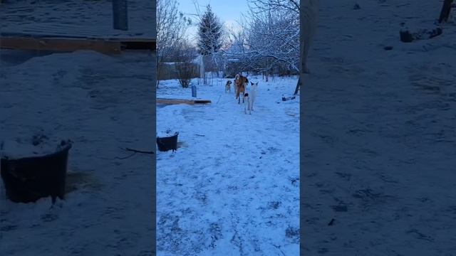 15 клёвых собак на проекте Дог-Дача. #собаки смотреть онлайн