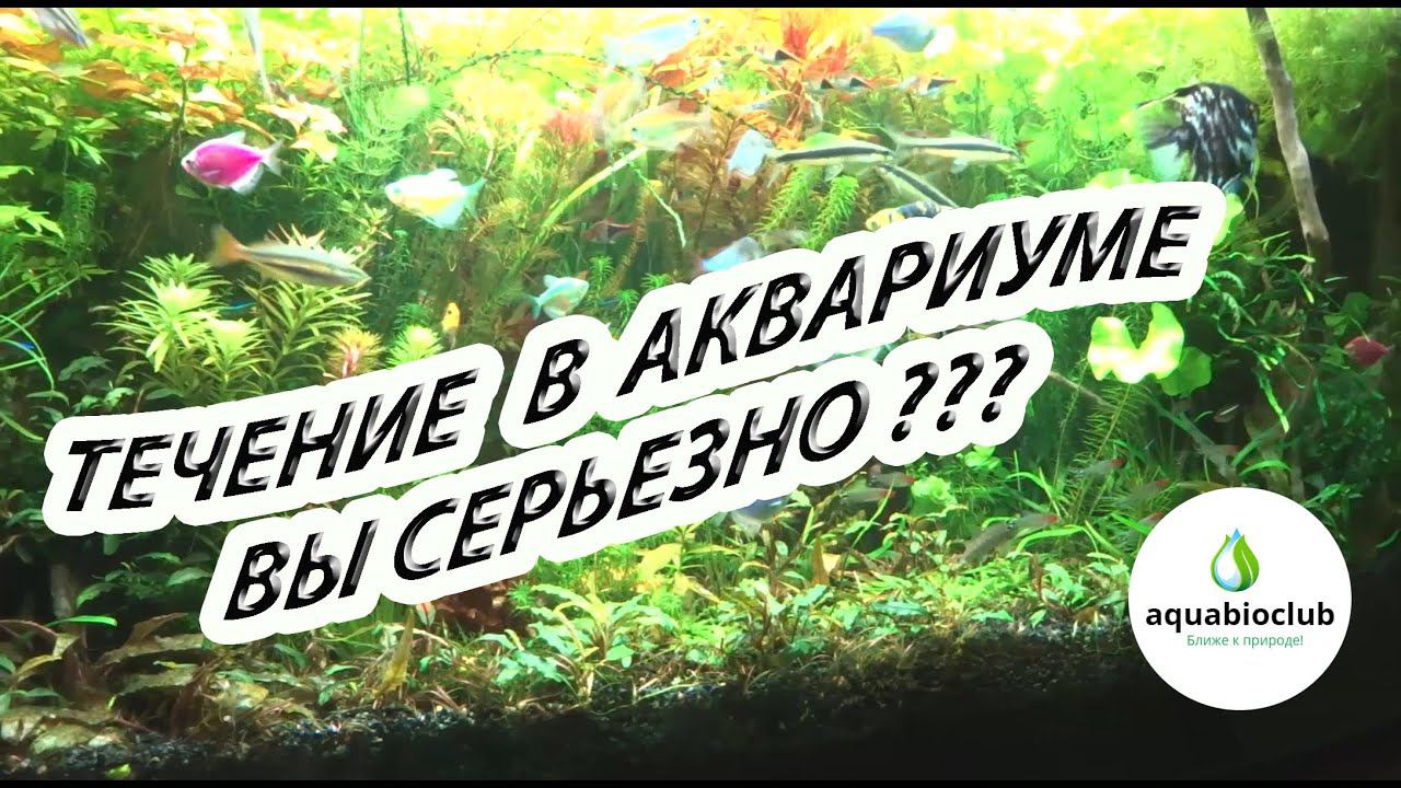 Течение и фильтрация в аквариуме. Что общего? смотреть онлайн