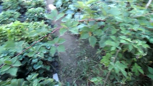 Ежевика Описание сорта Саженцы и ягоды смотреть онлайн