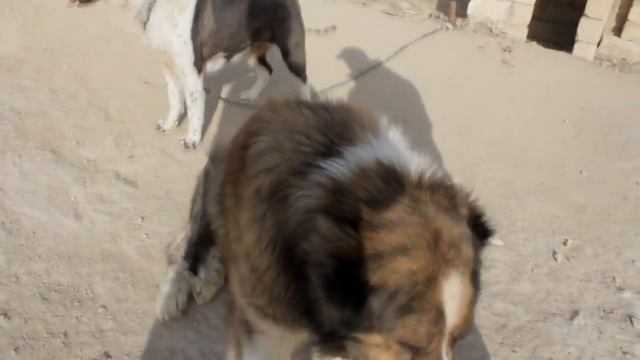 Собачая жизнь в Казахстан Актау смотреть онлайн