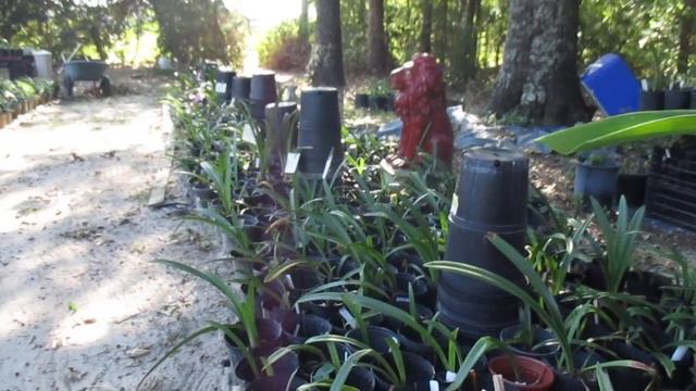 Keeping Amaryllis (Hippeastrum) thriving in the South to bloom in the Spring смотреть онлайн