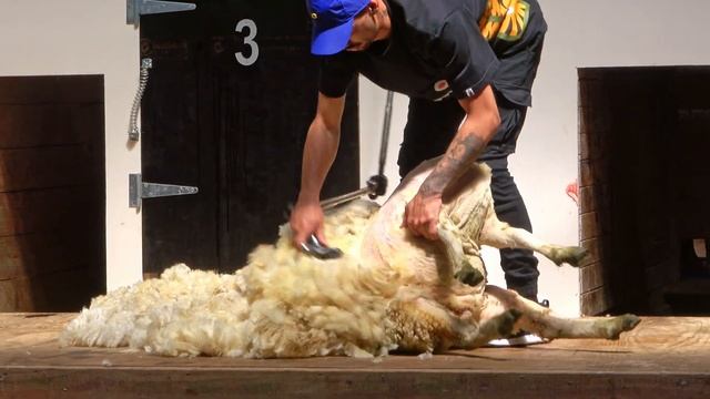 A&P Show Gisborne New Zealand смотреть онлайн