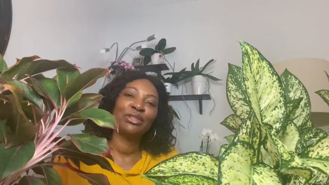 How I start my day-off & Meet my gorgeous aglaonema beauties смотреть онлайн