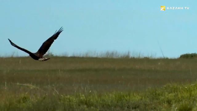 Қорғалжын қорығы