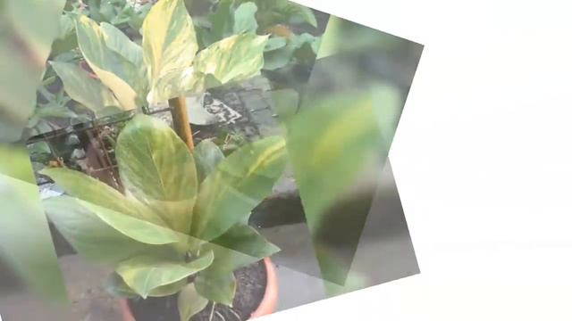 The Beautyful of 'Indonesian Variegated Anthurium Jenmanii' смотреть онлайн