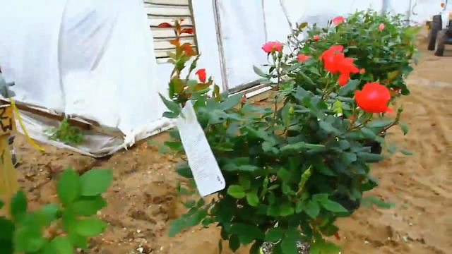 Quick Tracks - Phenomenal Roses & Hydrangea from Imperial Nurseries смотреть онлайн