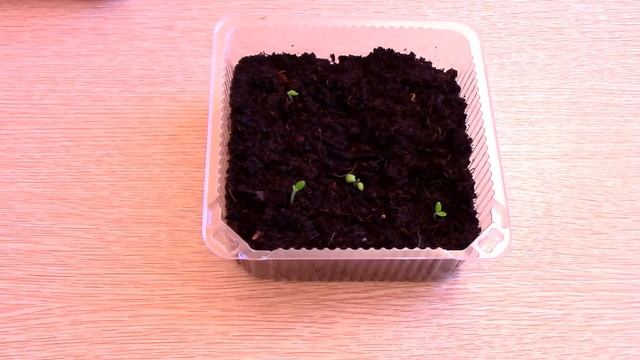 посев в кипяток