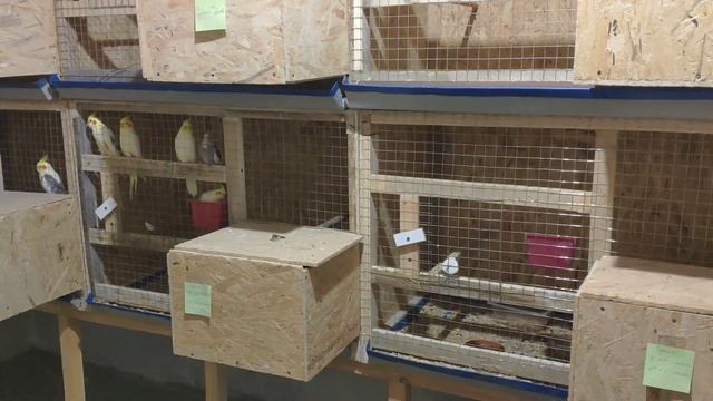 Купила корм для попугаев. Наши цены. Суточные птенцы кореллы. смотреть онлайн