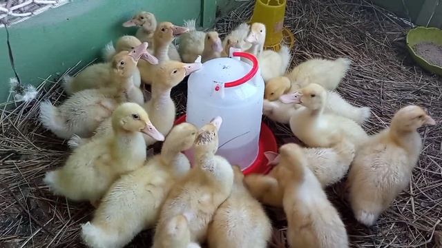 /Бройллерная утка Агидель/Возраст 10 дней/Растем/ смотреть онлайн
