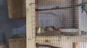 Попарное разведение волнистых попугаев.