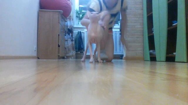 Как Я Делаю Мостик,Корзиночку,Шпагаты.Кот Мешает Снимать Видео???.Скоро РУМ ТУР!? смотреть онлайн