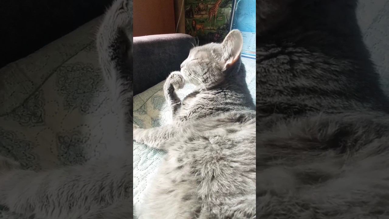 Ты моя целая вселенная! Мася любимая кошка. #питомцы #милота #кошка #лето2023 #любовь #песня смотреть онлайн