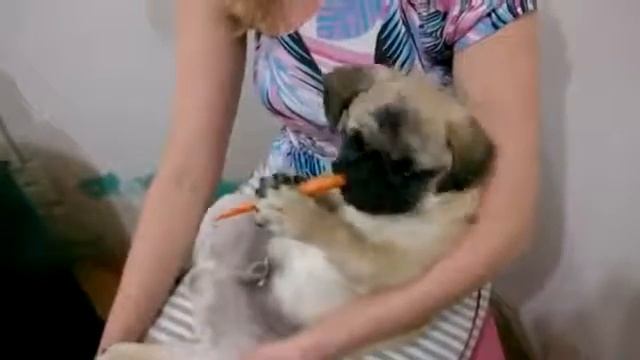 Слаще морковки ничего не ел.) смотреть онлайн