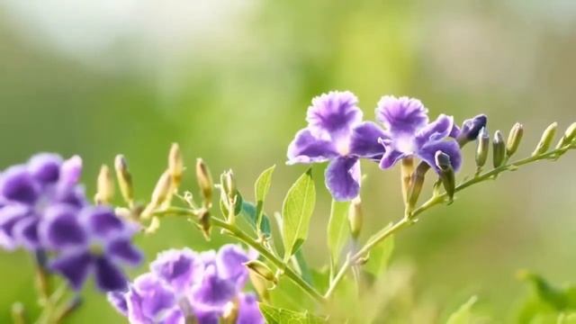 Стих очень трогательный и романтичный Иван Тургенев - Ах, давно ли гулял я с тобой смотреть онлайн