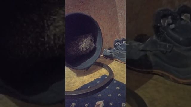 научили лесного ёжика крутить колесо✊?? смотреть онлайн