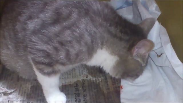Кошка после родов, Кошка ест плаценты Cats eat the placenta смотреть онлайн