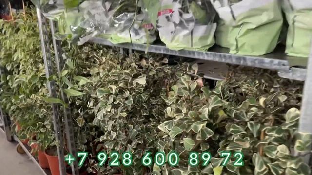 ФЛОРИССИМА - самый большой садовый центр на Юге России | Уличные и комнатные растения смотреть онлайн