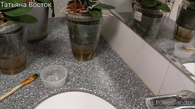 Как лечить пятнистость на листьях орхидей!? ?