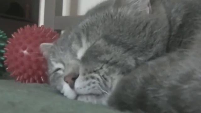 Кот квакает во сне смотреть онлайн