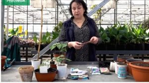 душистый горошек