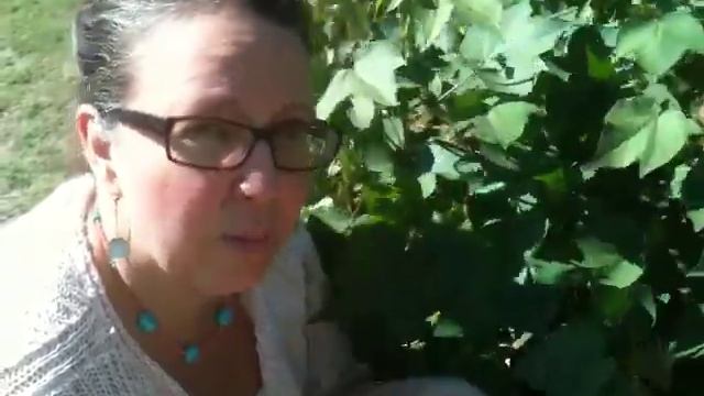 Medicinal Minute: Cotton (Gossypium spp.) смотреть онлайн