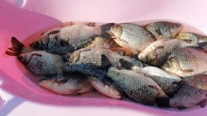 караси в пруду на даче.караси в огороде.зарыбление карасем.выращивание рыбы!