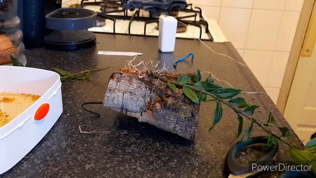 Mounting Orchids; Dendrobium Orchid Care #mountedorchids #orchids смотреть онлайн