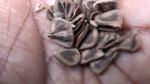 Aristolochia Indica Dry Pods And Seeds
