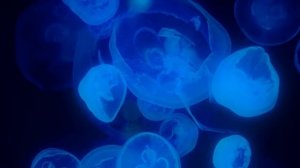 Аквариум медузы 4к