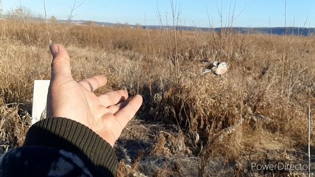 ЛОВЛЯ ЩЕГЛОВ, КРАСНОУХОЙ ОВСЯНКИ И ДРУГОЙ ПТИЦЫ? 26.10.22. смотреть онлайн