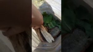 Как ухаживать за сороконожкой кивсяк.