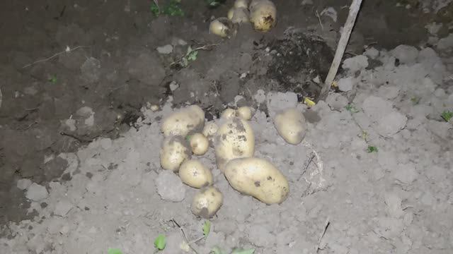 Картофельные сумерки на проекте Суворова. Приступил к уборке разносортицы. Важные нюансы. 20092023.
