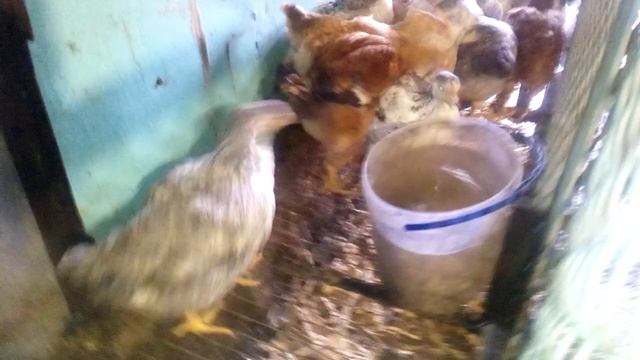 Найвигідніші кури/1/. ПТАХІВНИЦТВО . Мастер Грей ., Ред Бро м'ясо- яєчний крос курей. смотреть онлайн