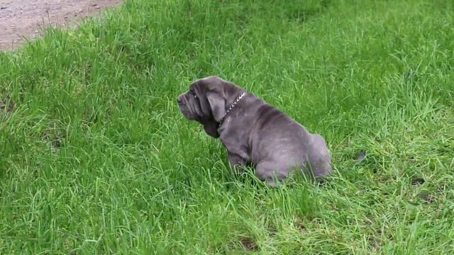 Анвире Завулон, 3,5 мес 3