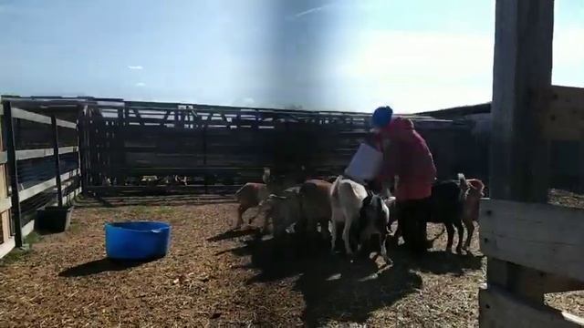 Марусе мало! Кормлю маленьких козлят. Выгнала козлов. Неубиваемый самодельный тазик смотреть онлайн