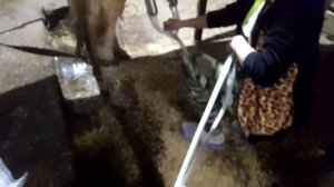 А сколько корова даёт молока? Вечерняя дойка. Доильный аппарат «Молочная ферма».