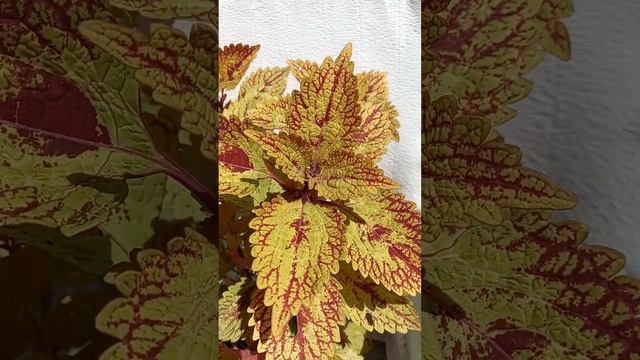 Пестролистный колеус #цветы #сад смотреть онлайн