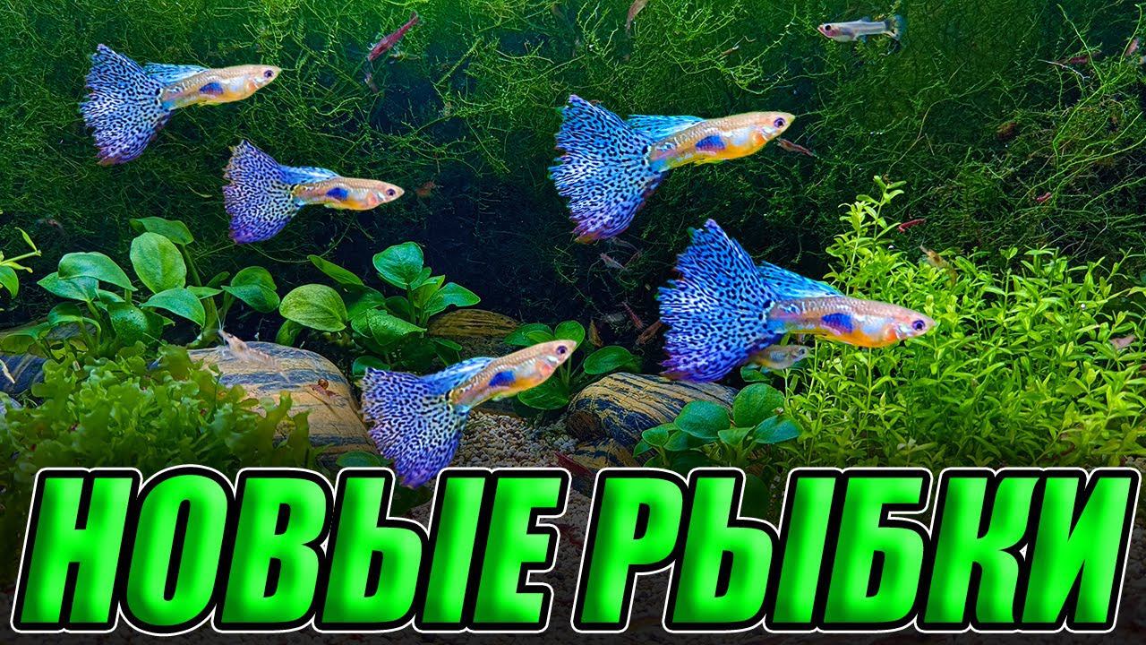НОВЫЕ КРАСИВЫЕ РЫБКИ с птичьего рынка Садовод смотреть онлайн