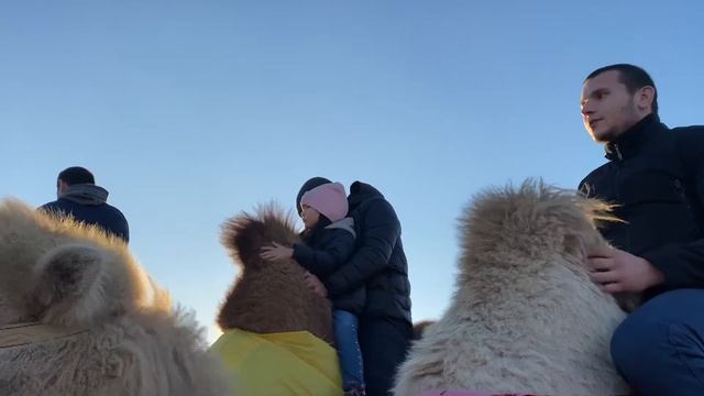 Верблюды корабли пустыни? смотреть онлайн