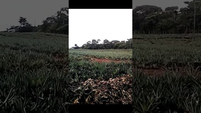 #shorts#ПАНАМА/Как растут Ананасы/На Плантации?