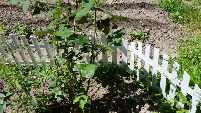 ВЛОГ Котик. Новая стрижка. Врачи и планы на отпуск смотреть онлайн