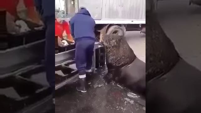 требует еды.mp4 смотреть онлайн